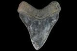 Serrated, Fossil Megalodon Tooth - South Carolina #116739-2
